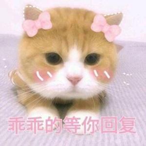 小花猫 头像