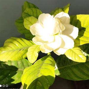 青栀 头像