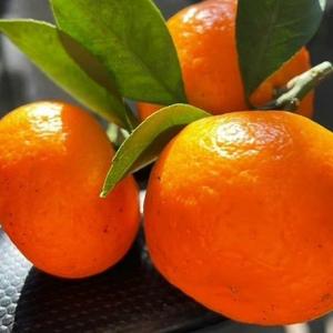 直爽的暖阳1984 头像