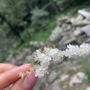 云妮紫气