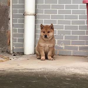 中华田园犬宝贝头像