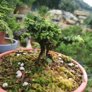 国外木工DIY分享 头像