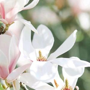 西风残月 头像