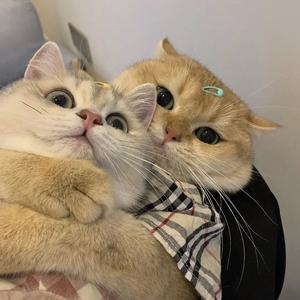 小留爱说事 头像