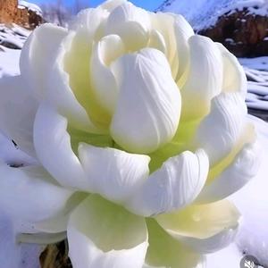 纵览人间事 头像