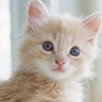 令人印象深刻的猫 头像