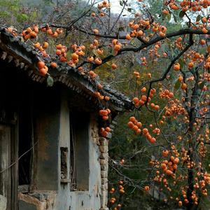 一木呆呆熊 头像