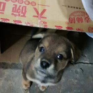 小狗狗摇呀摇 头像