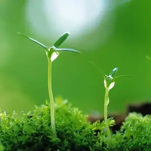 绿意盎然慕青春 头像