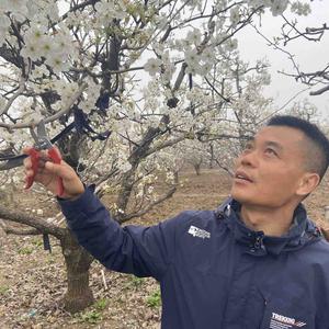 唐老师果园种植大讲堂 头像