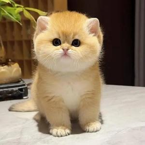 绽放生命华彩 头像