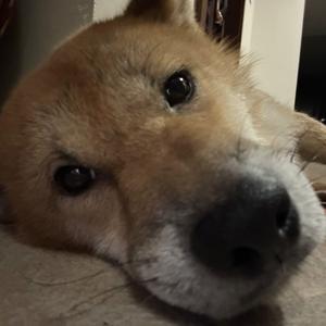 栏边览景人 头像