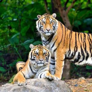 动物情报家 头像