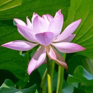 山里人淼淼 头像