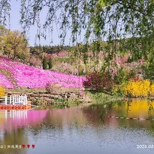 一花一鸟一猫头像