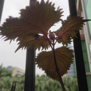 学会用平常心看世界