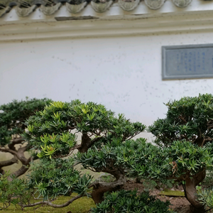 馨馨美食小厨 头像