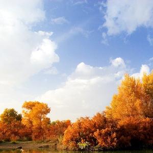 一起品诗词 头像