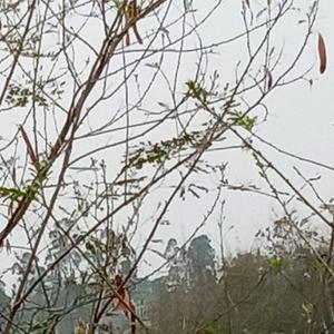 温柔鲸鱼pi