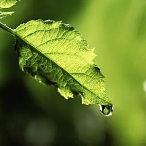 向阳花悄悄开