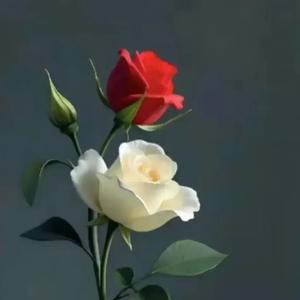 自由沙滩Z 头像