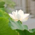 黄河边上的雪莲花