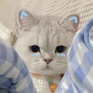 直爽的青涩小猫 头像
