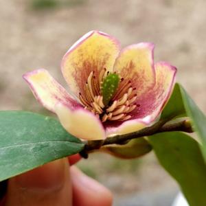 茜茜妹在成都 头像