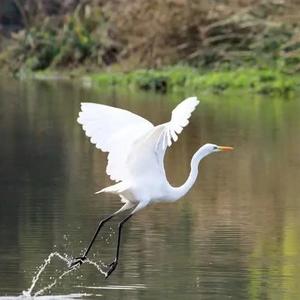 湛江红嘴鸥 头像