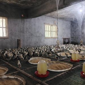 杨柳土鸡 头像