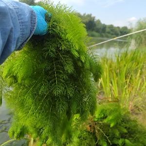 阳澄湖水草专家头像