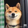 蓉城小柴 头像