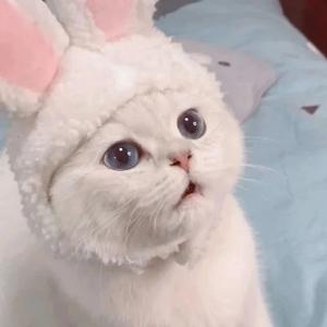 猫与狗爱好者 头像