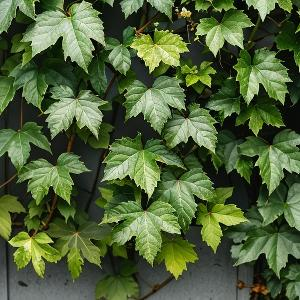 海边旁等待日出之美 头像