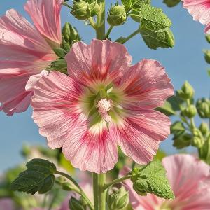 海浪里驾小舟 头像