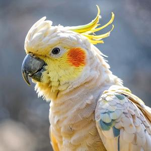 月下从容赏桂花的墨客 头像