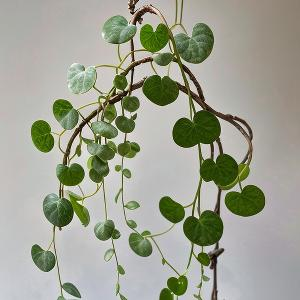 萝间欣赏花朵 头像