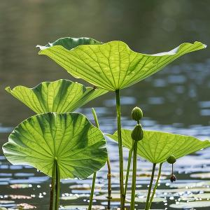 呼吸科曾主任 头像