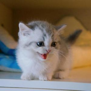 宁乡莫急猫德馆 头像