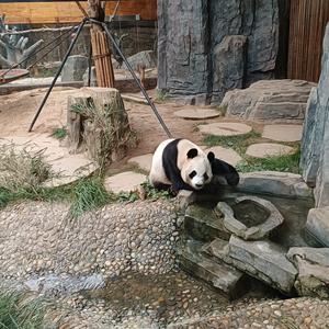 勇敢直前的熊猫 头像
