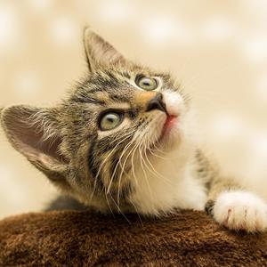 鲁国公子曹 头像