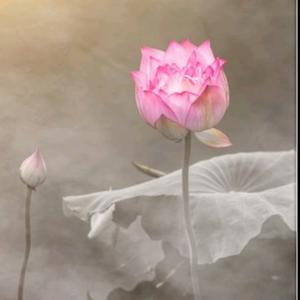 疯狂测试君 头像