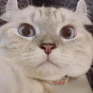 万物皆可盘之虎盘 头像