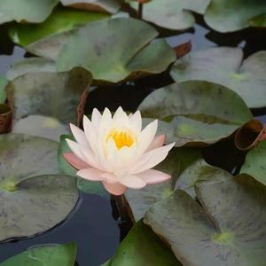 淡泊老江说事 头像