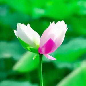 正能量春风cg