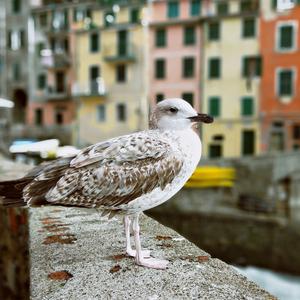 小成爱上街 头像