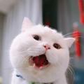 一一很爱小猫咪 头像