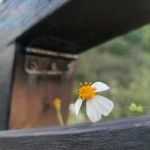 双木木的林 头像