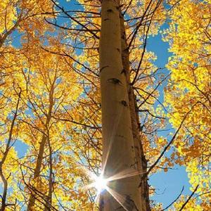 咨询师卜彬 头像