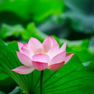 映日荷花hw